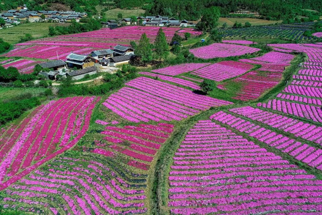 云南：發(fā)揮優(yōu)勢打造“世界花園”